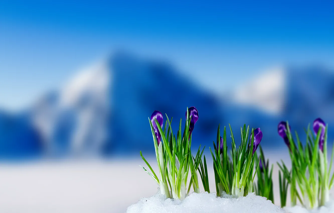 Photo wallpaper spring, crocuses, flowering, flowers, mountain, snow, spring, crocus