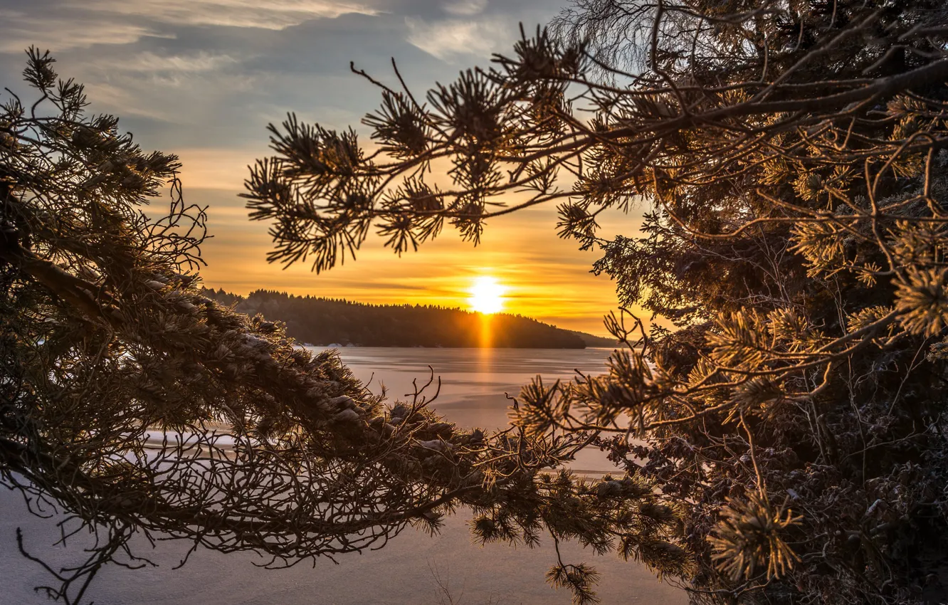 Photo wallpaper forest, lake, dawn, morning, Sweden, Sweden