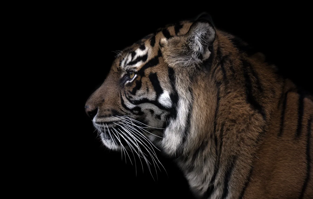 Photo wallpaper tiger, background, beast