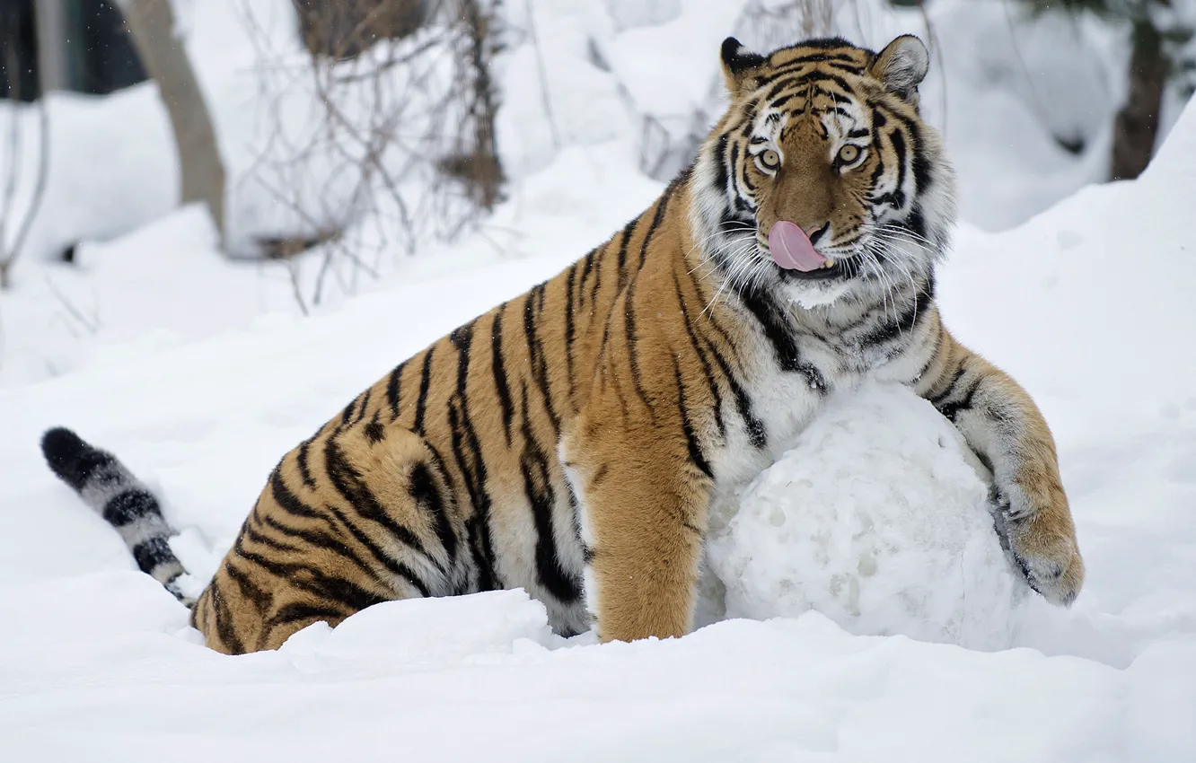 Photo wallpaper the game, tigress, fun, snowball