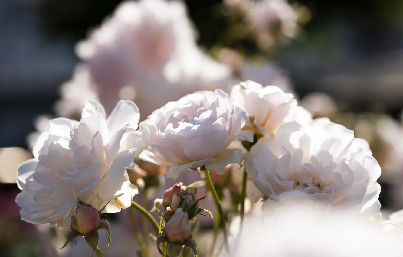 Photo wallpaper light, flowers, roses, garden, stem, white, bokeh