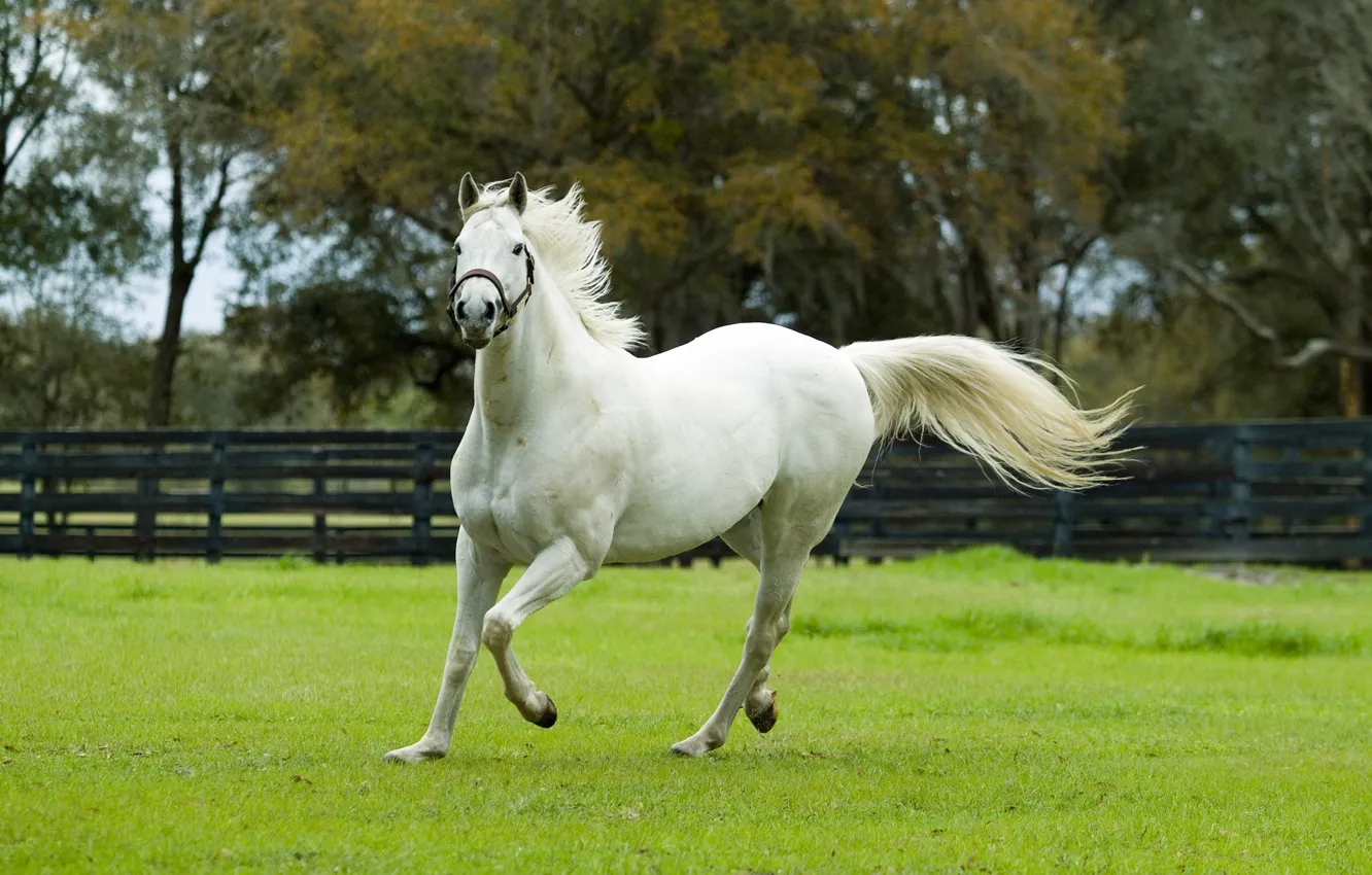 Photo wallpaper horse, horse, corral, white horse