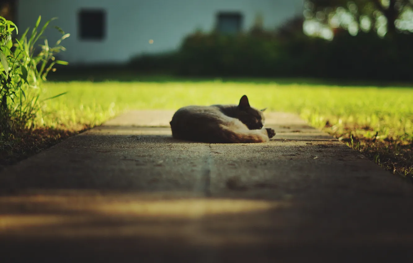 Photo wallpaper cat, sleep, weed, cat, bokeh