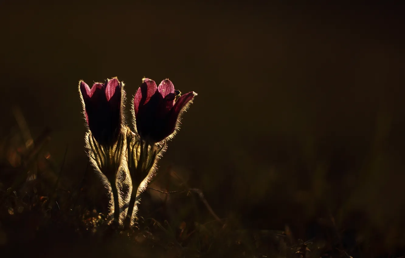 Photo wallpaper macro, flowers, nature