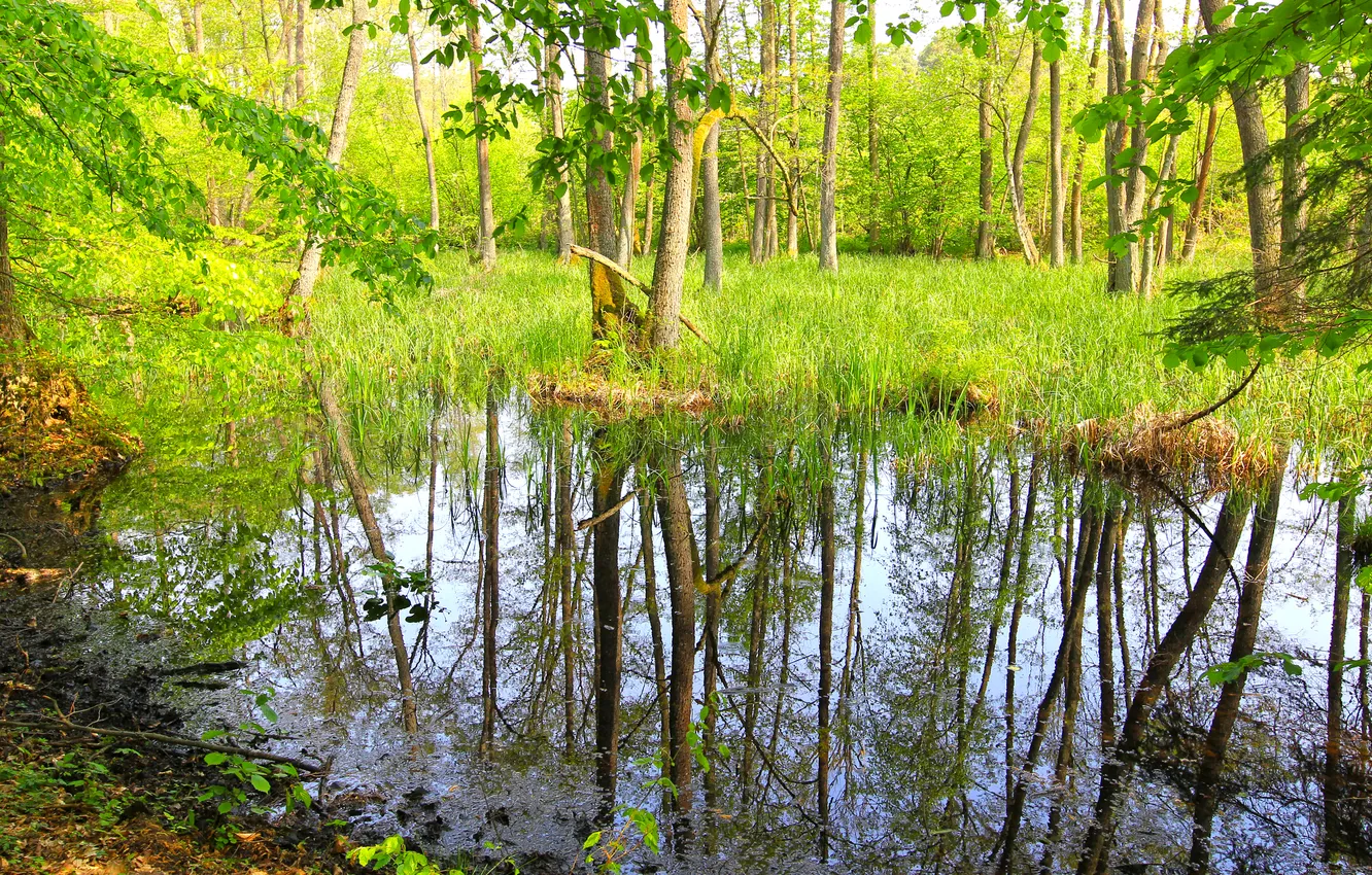 Photo wallpaper forest, grass, water, trees, thickets, swamp