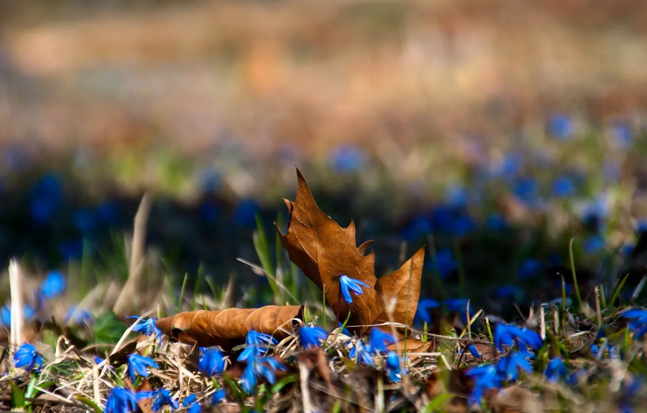 Photo wallpaper leaves, flowers, nature