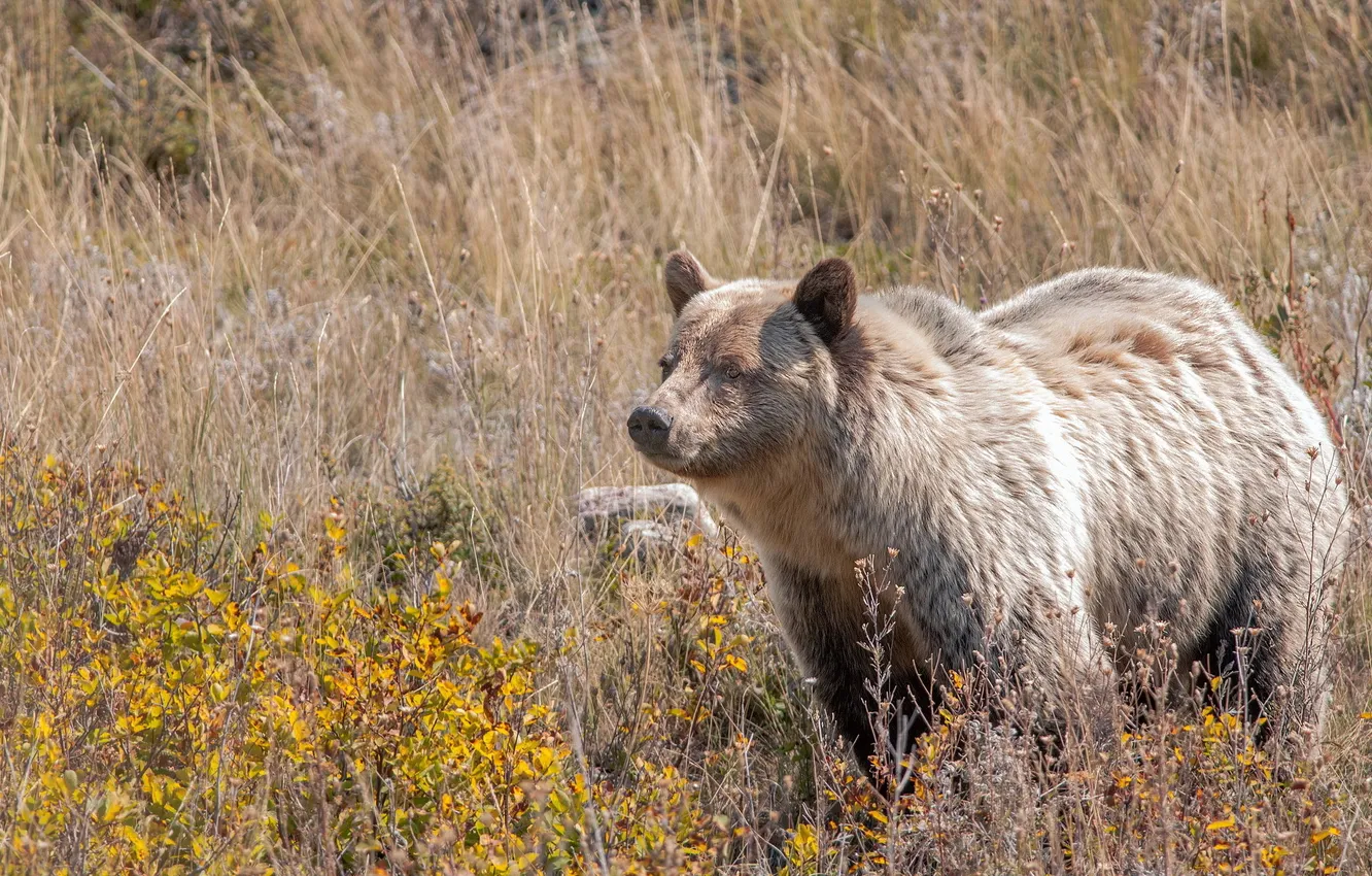 Photo wallpaper nature, background, bear