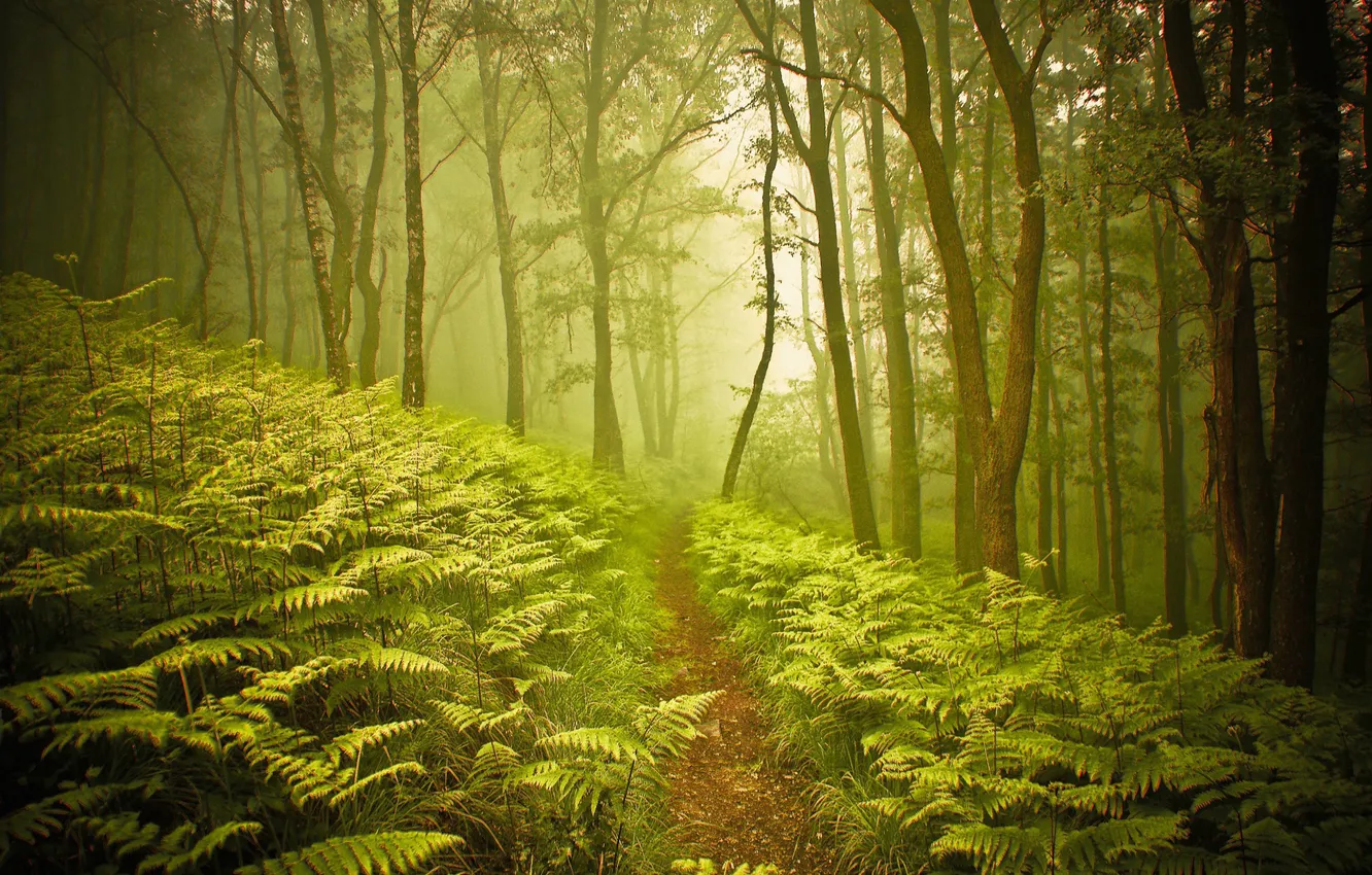 Photo wallpaper forest, nature, trail, fern
