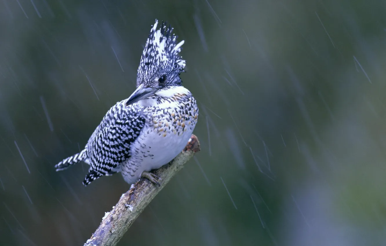 Photo wallpaper macro, rain, bird, Kingfisher, bird. branch