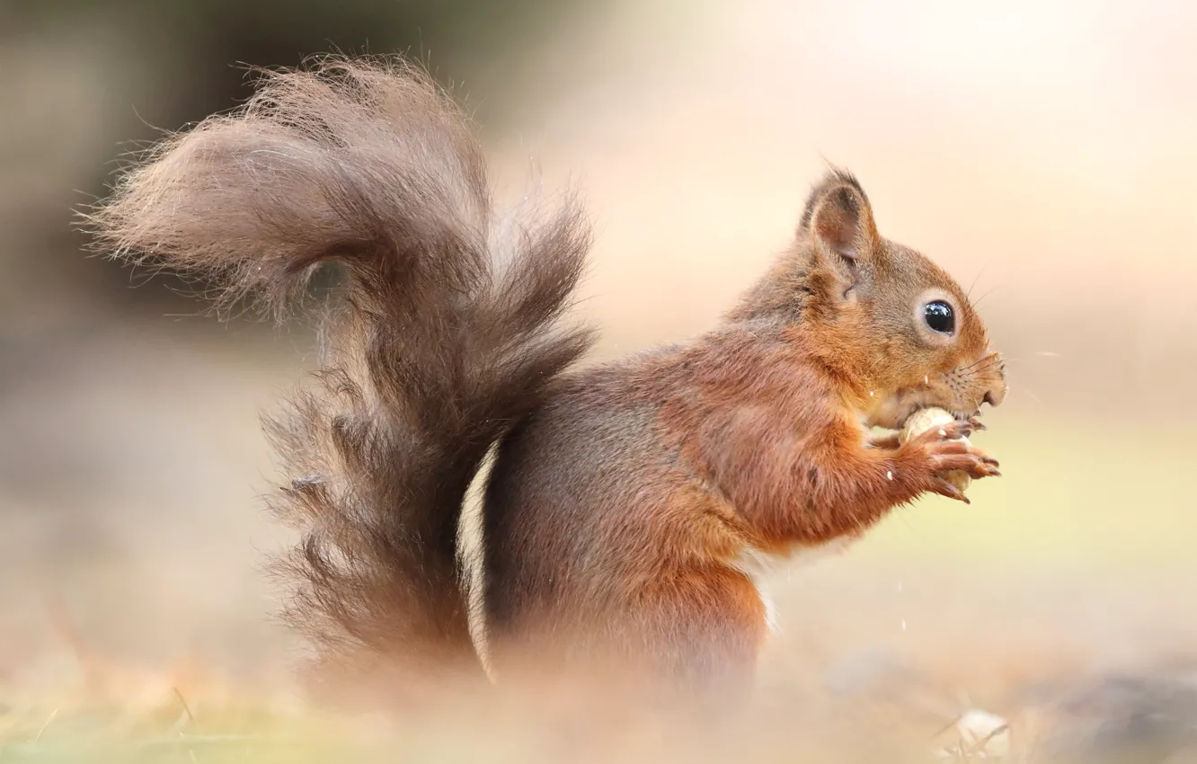 Photo wallpaper background, protein, tail, profile, nuts, sitting