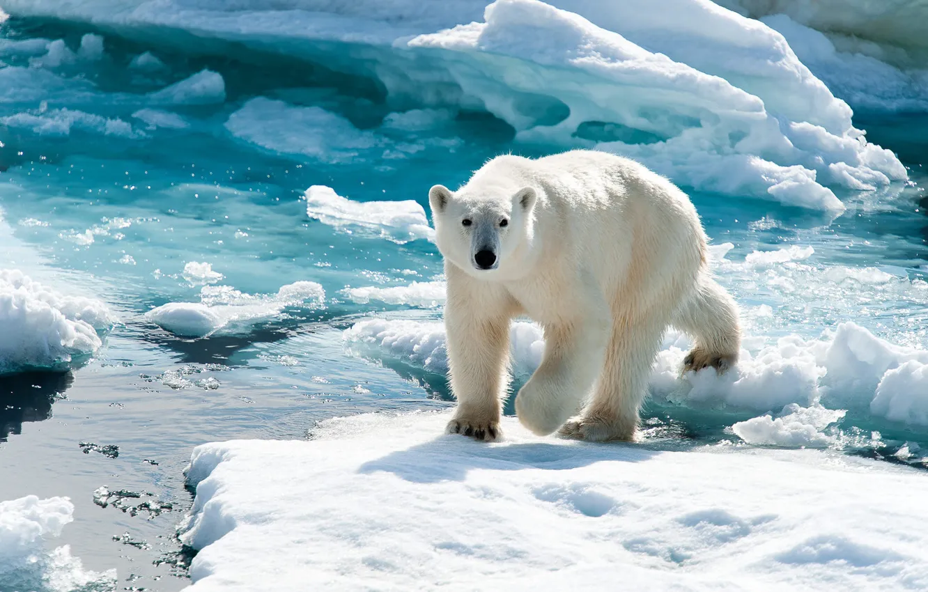 Photo wallpaper ice, winter, white, snow, glacier, bear, ice, walk