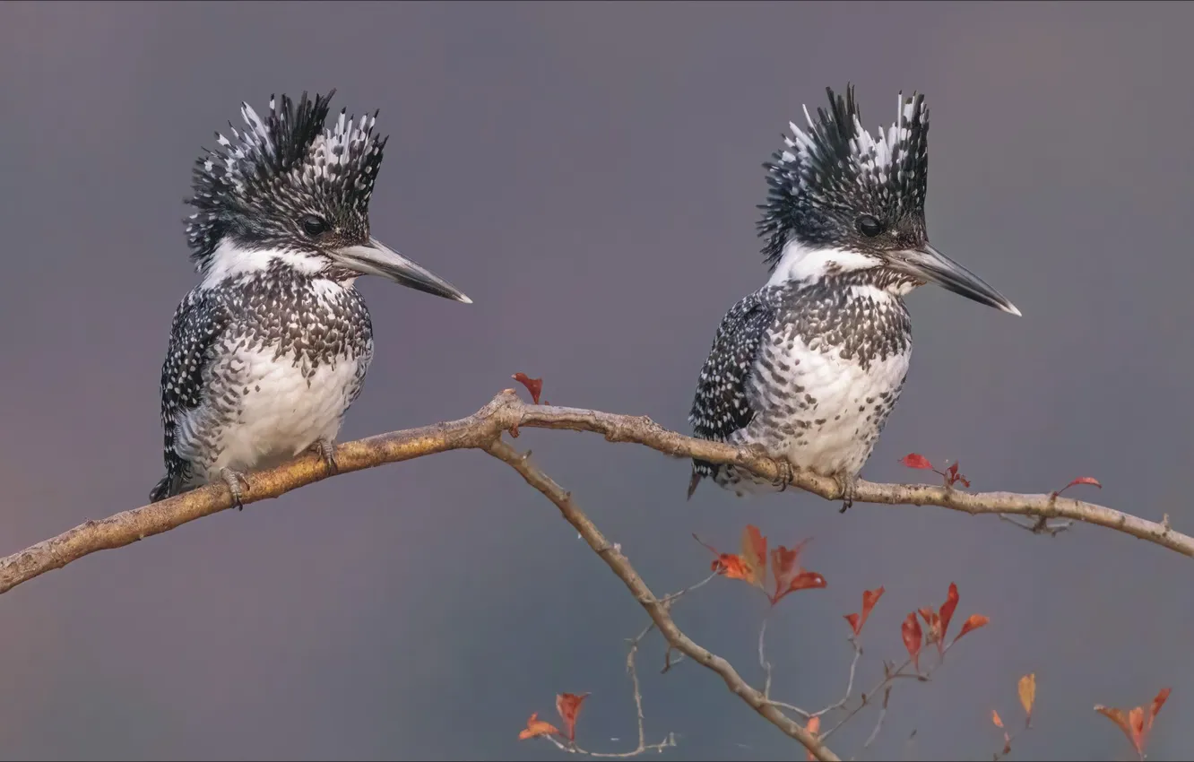 Photo wallpaper two, birds, animal, branch, hairstyle