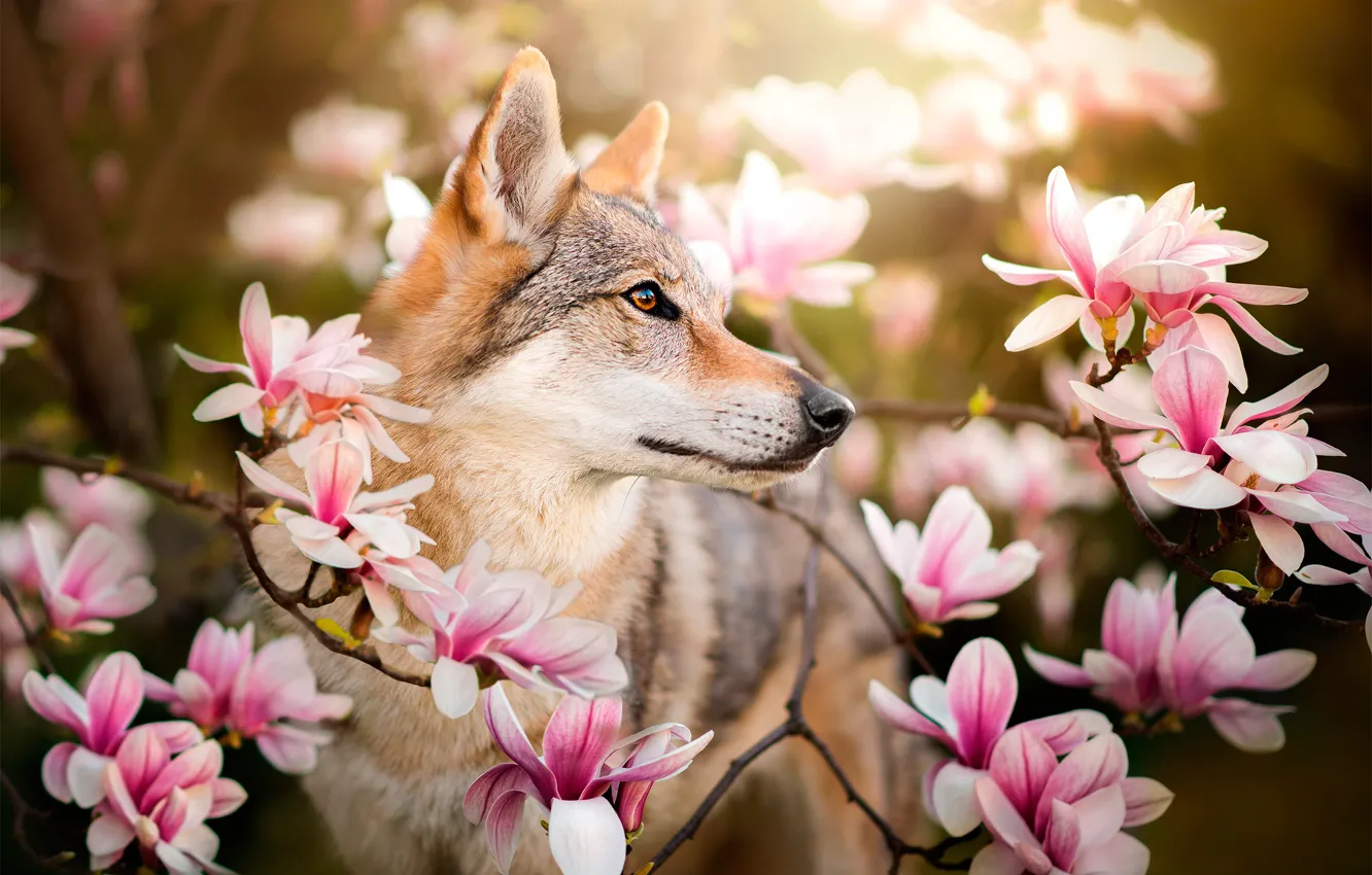 Photo wallpaper flowers, branches, dog, Chinua, the Czechoslovakian Wolfdog