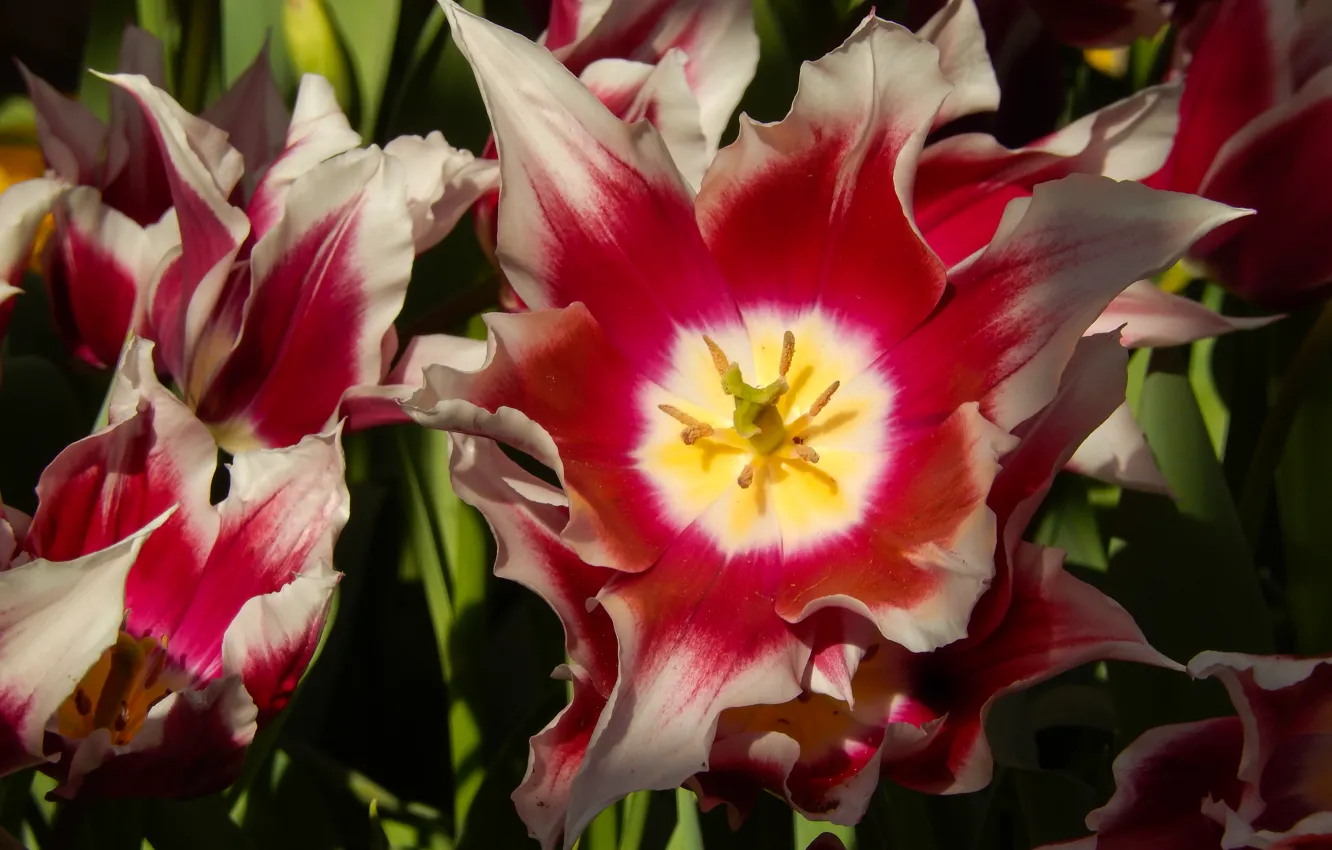 Photo wallpaper flowers, widescreen, Wallpaper, Tulip, spring, tulips, wallpaper, grass