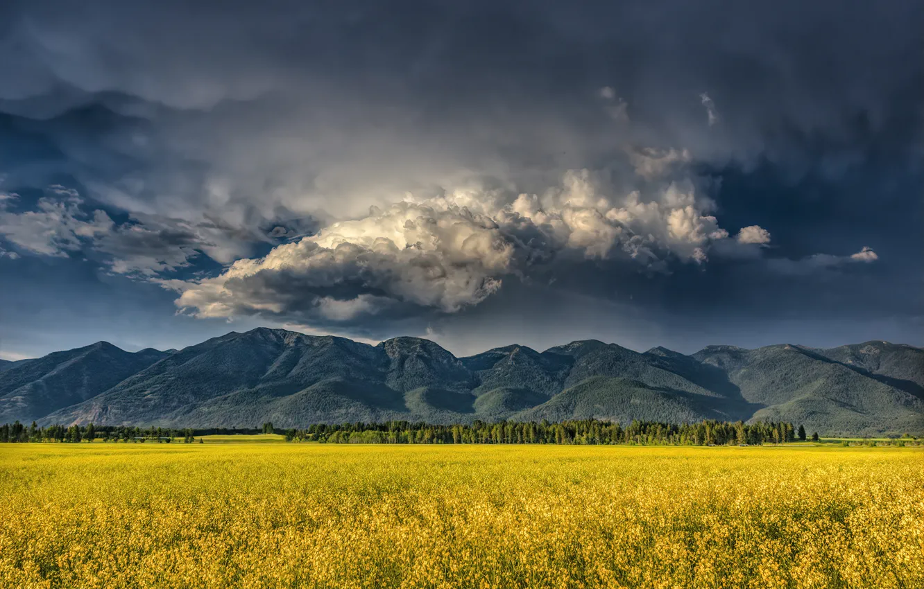 Photo wallpaper field, forest, the sky, clouds, trees, flowers, mountains, yellow