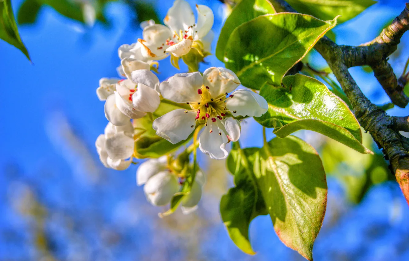 Photo wallpaper leaves, flowers, branches, spring, flowering, pear