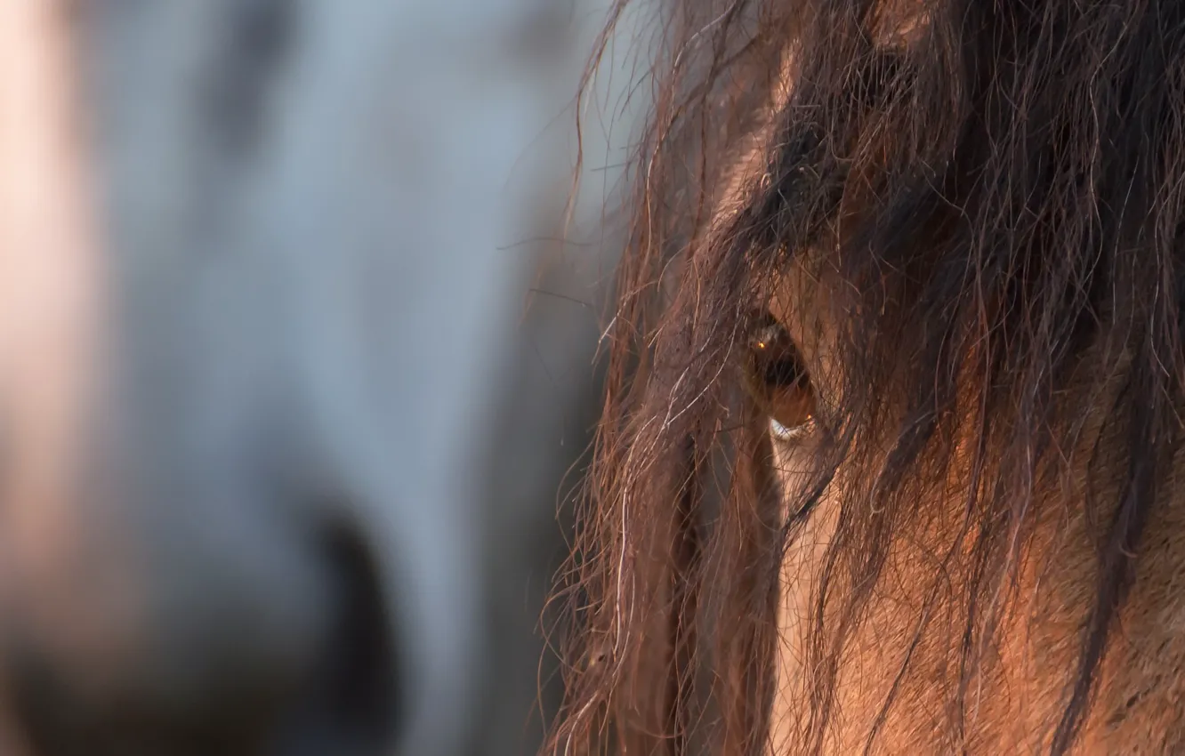 Photo wallpaper eyes, background, horse