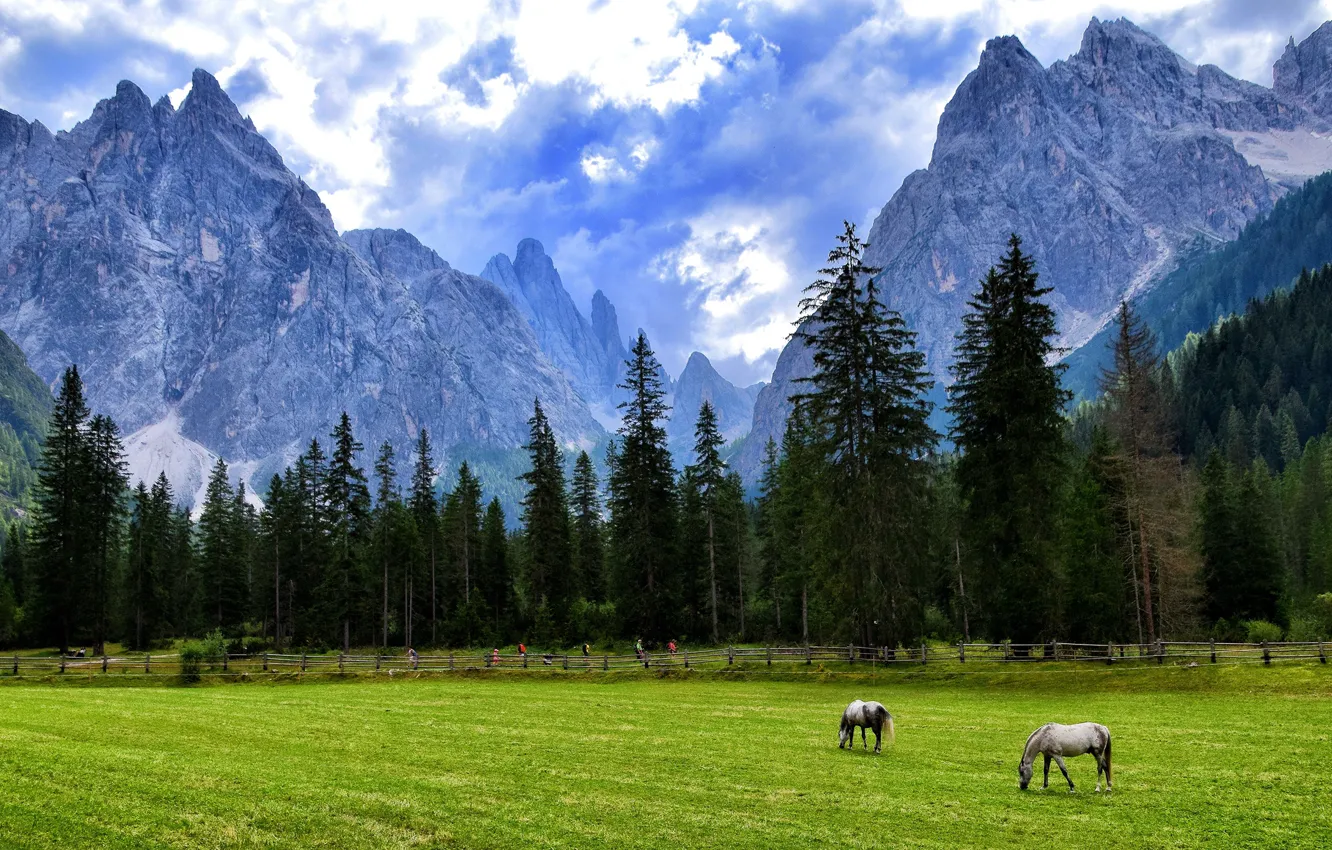 Photo wallpaper field, landscape, mountains, tops, horses, horse, pasture, grazing