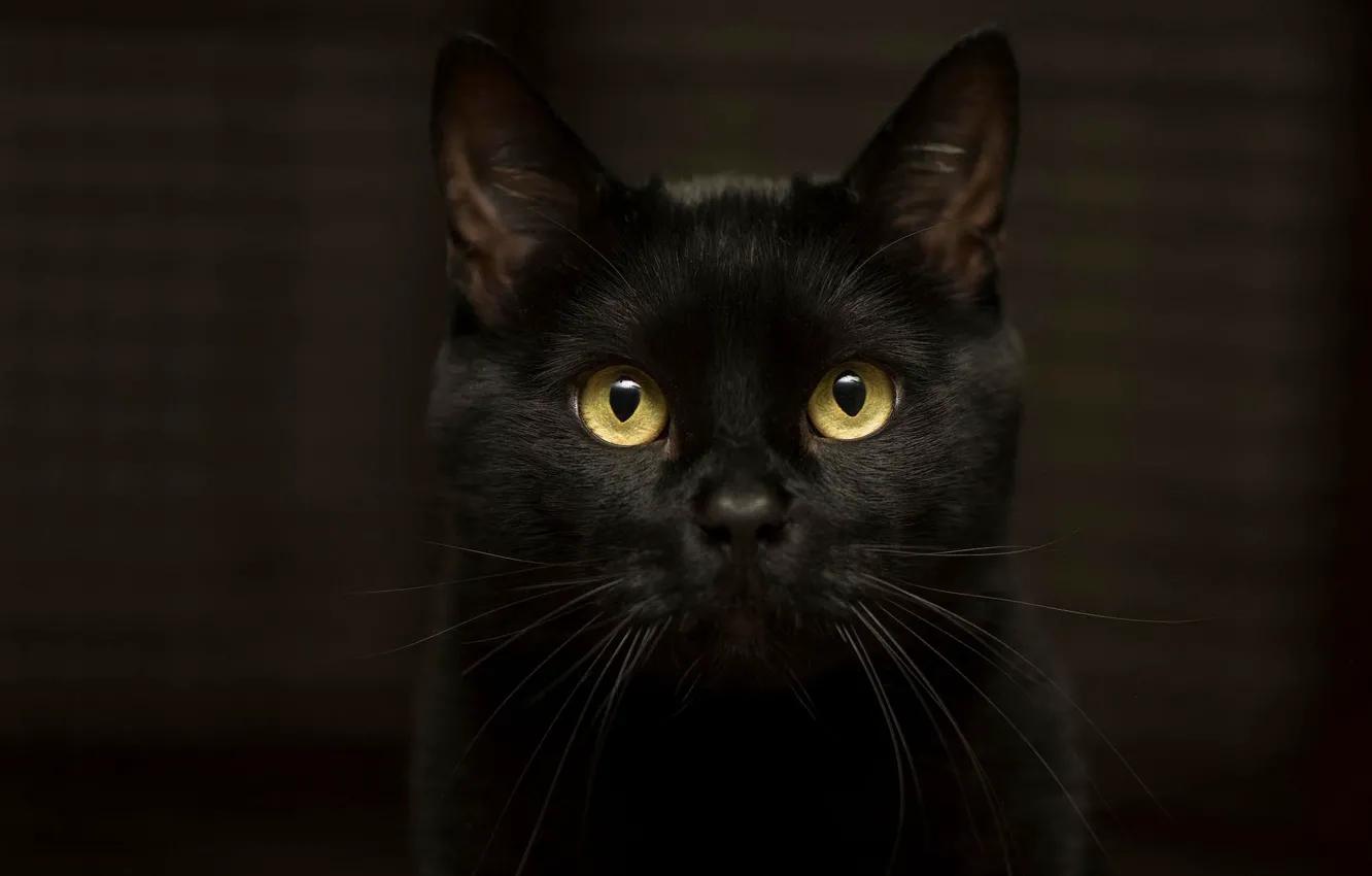 Photo wallpaper cat, eyes, cat, look, darkness, background, black, yellow eyes