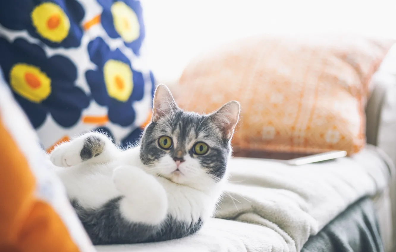 Photo wallpaper cat, cat, mustache, legs, wool, looks