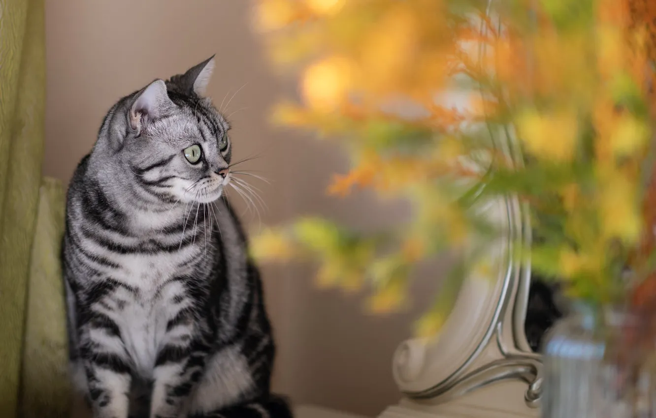 Photo wallpaper cat, cat, look, flowers, yellow, grey, bouquet, mirror