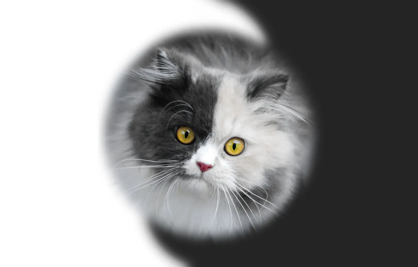 Photo wallpaper muzzle, kitty, kitten, black-and-white background, Yin-Yang, Black and white, by Pyrus-acerba
