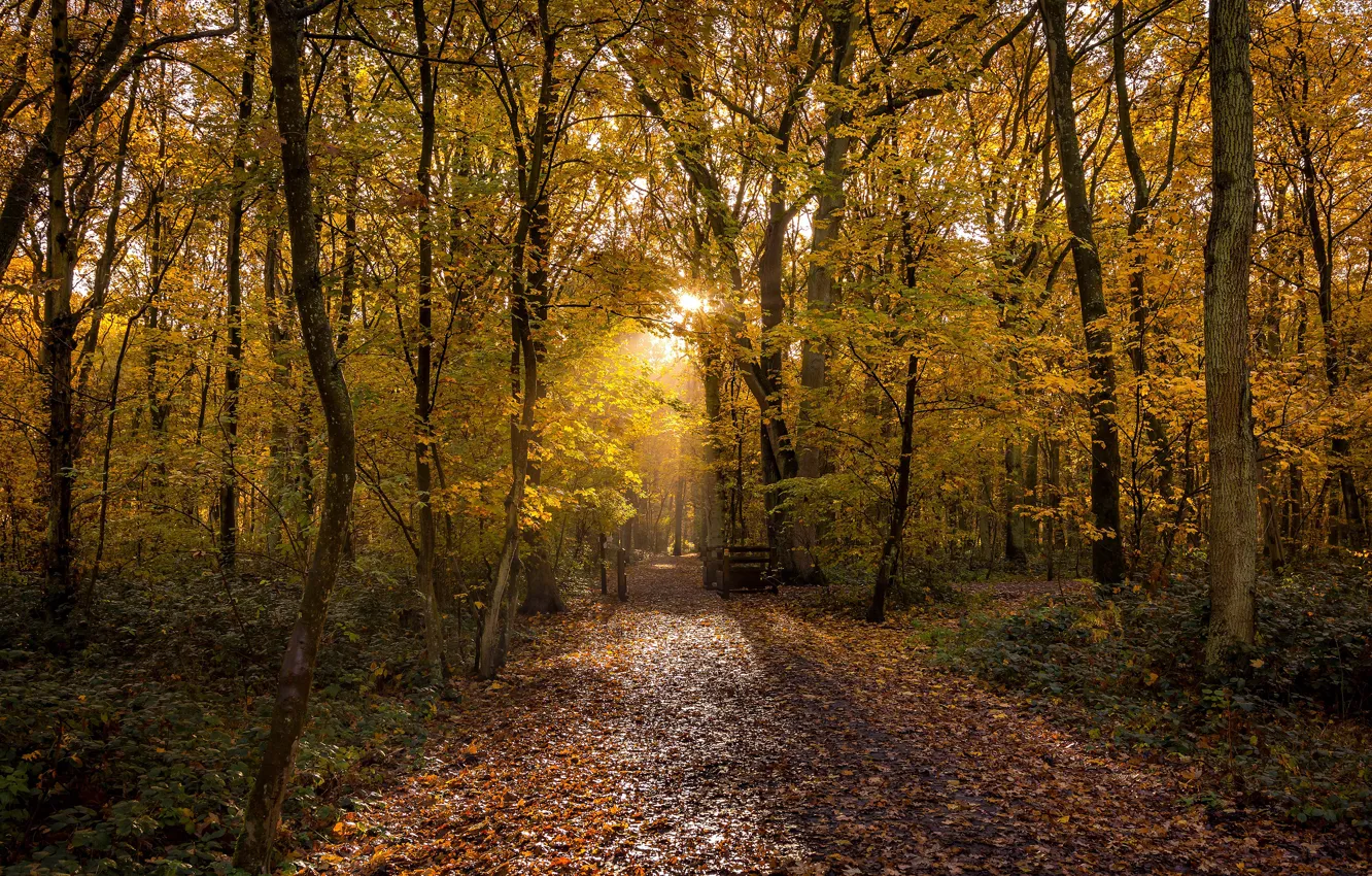 Photo wallpaper autumn, forest, the sun, light, trees, Park, foliage, track