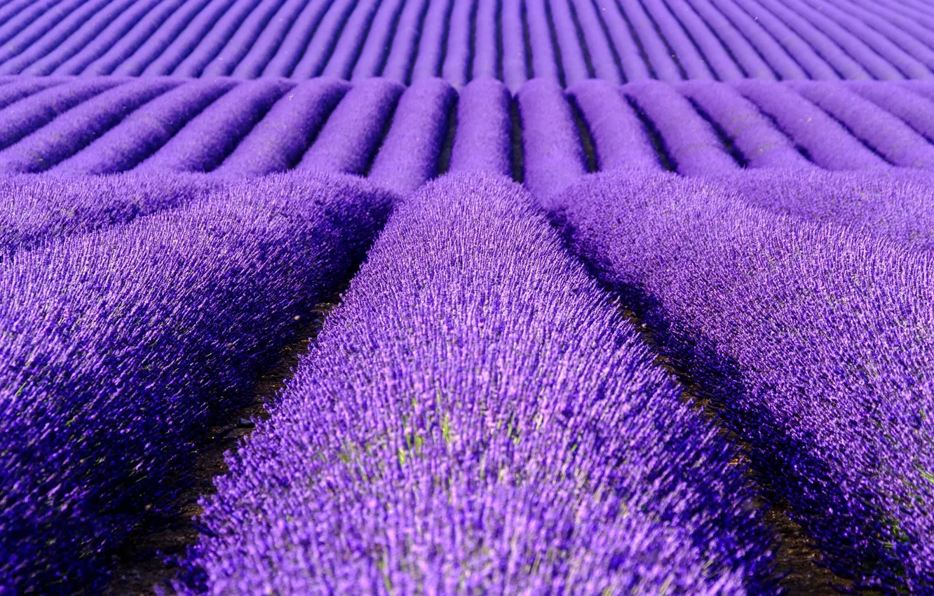 Photo wallpaper summer, flowers, the ranks, lavender, plantation, bushes, lavender field, hill