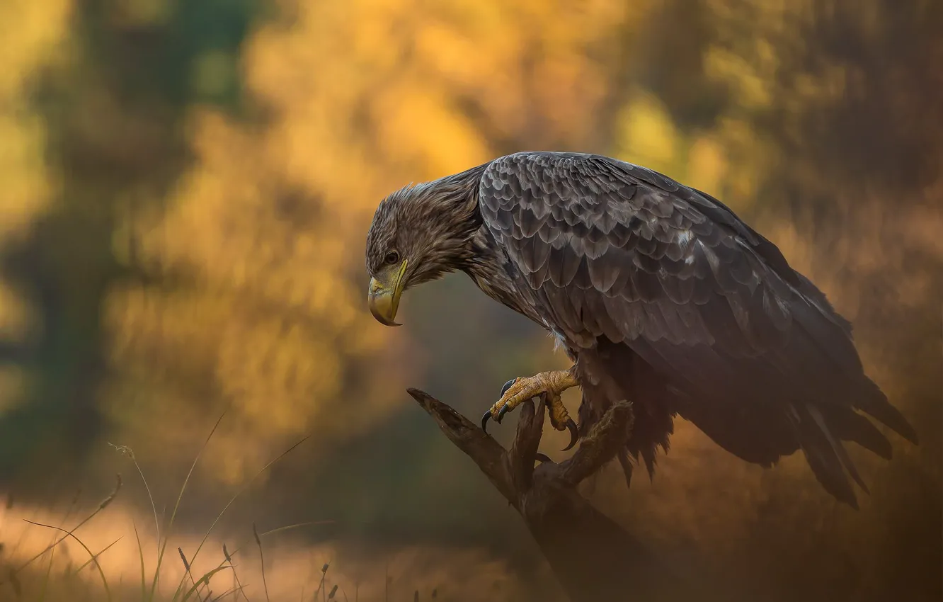 Photo wallpaper autumn, nature, bird, predator, eagle, Lukasz Sokol