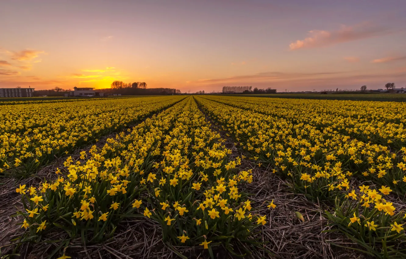 Photo wallpaper field, sunset, sunset, fields, daffodils, plantation, Netherlands