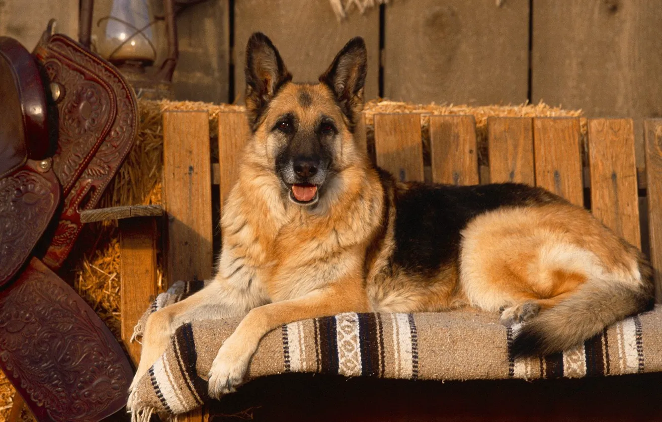 Photo wallpaper lies, shop, shepherd