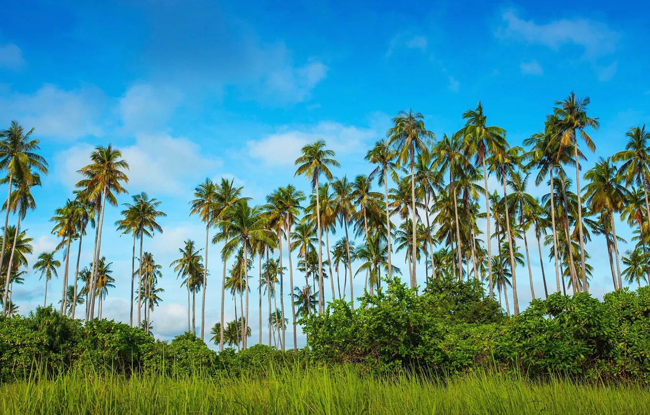 Photo wallpaper greens, the sky, grass, blue, palm trees, contrast, the bushes