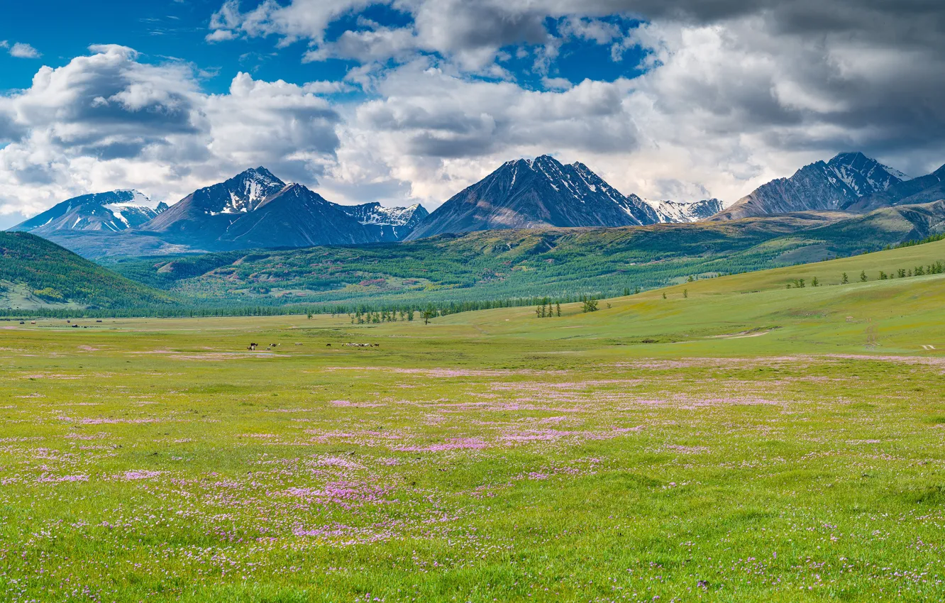 Photo wallpaper greens, forest, summer, the sky, grass, clouds, flowers, mountains