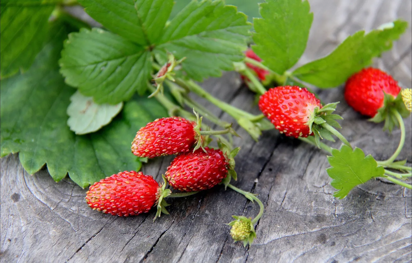 Photo wallpaper berries, stump, strawberries