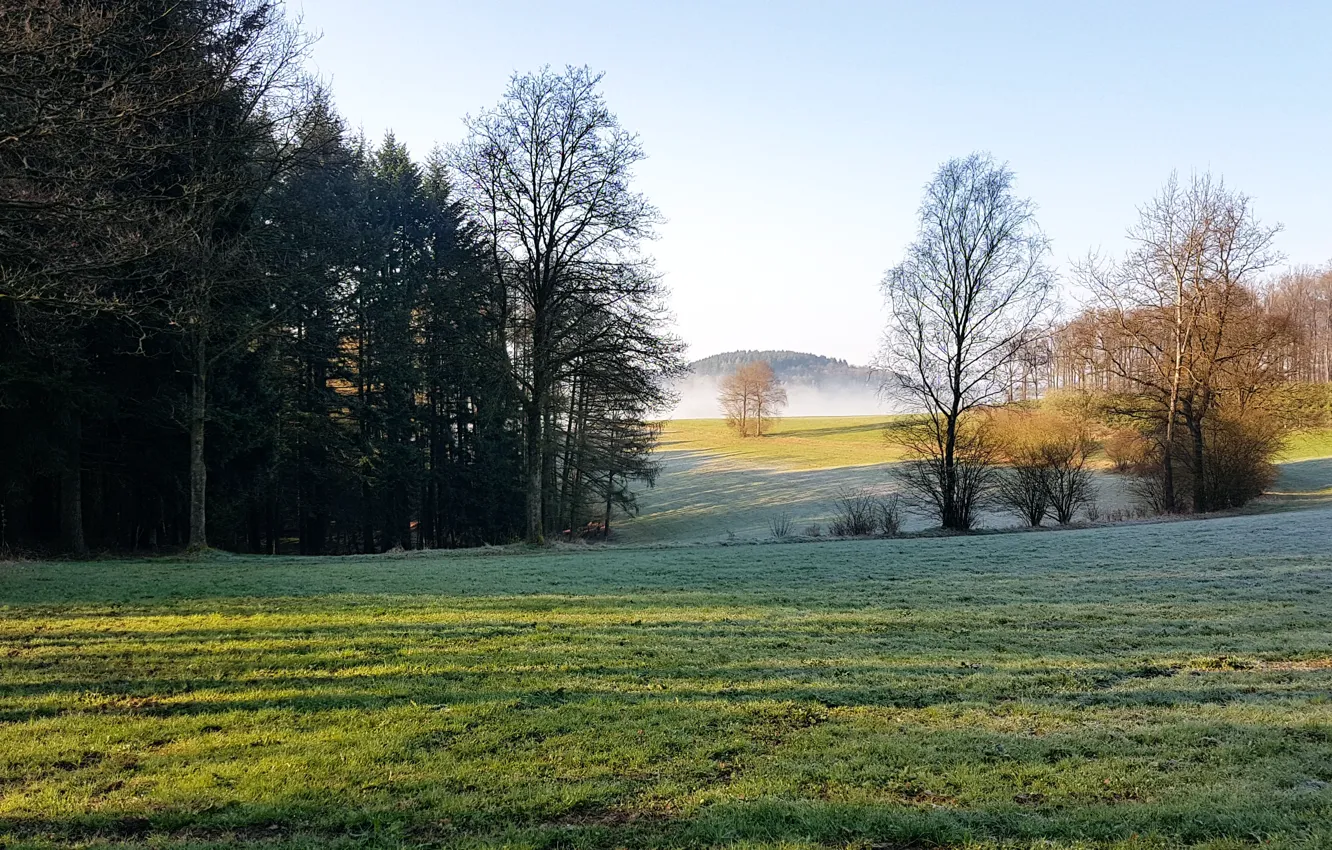 Photo wallpaper field, grass, trees