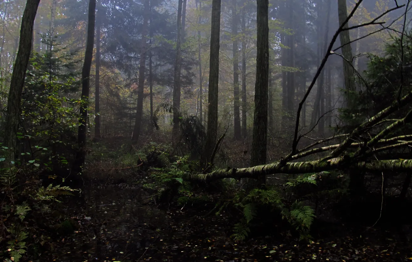 Photo wallpaper forest, trees, nature