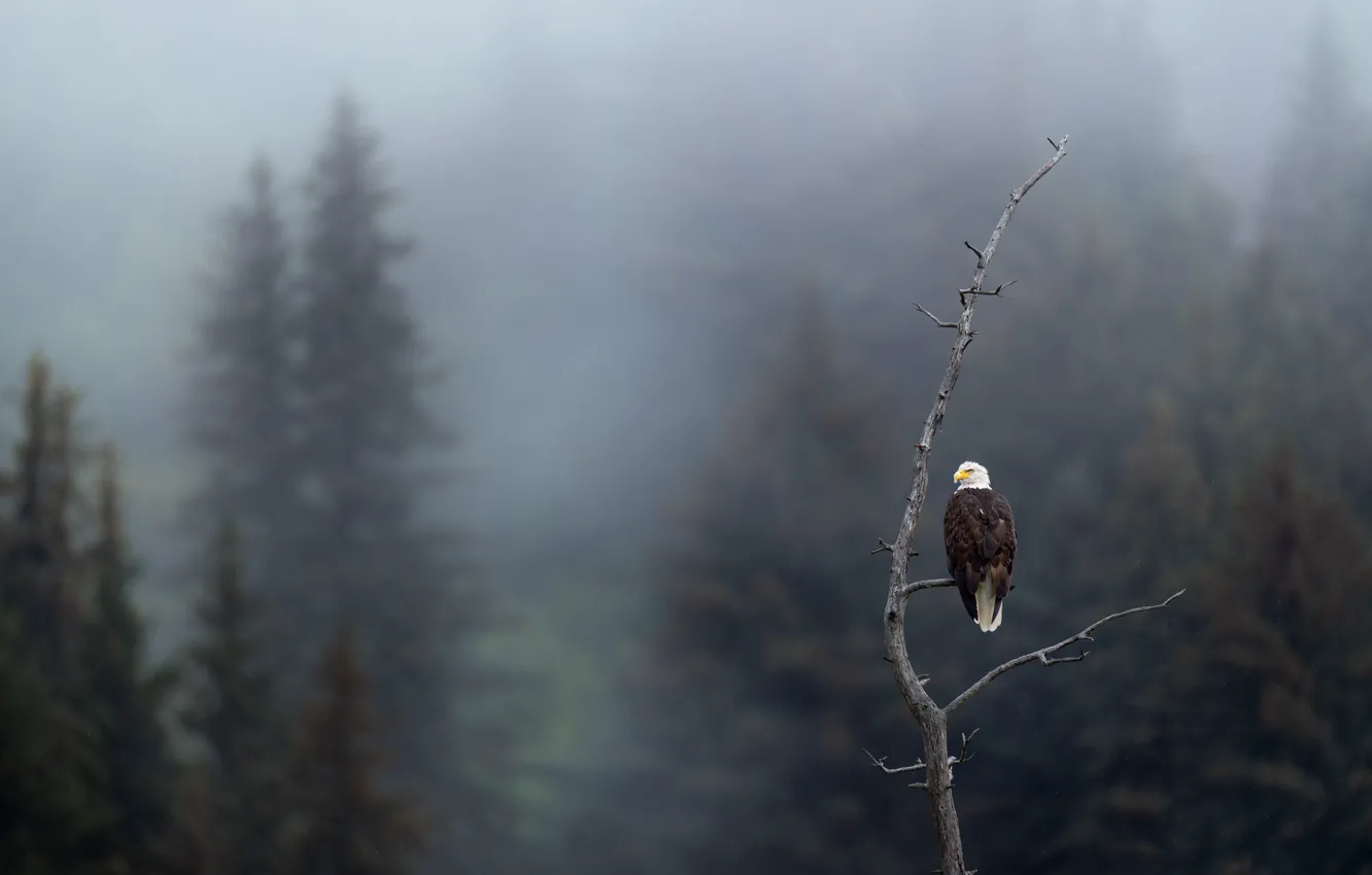 Photo wallpaper forest, trees, branches, fog, bird, ate, snowfall, bald eagle