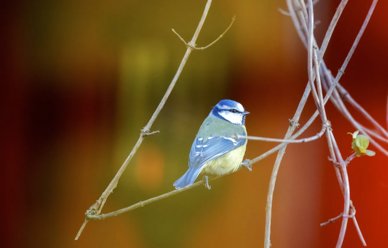 Photo wallpaper light, branches, background, bird, spring, bokeh, tit