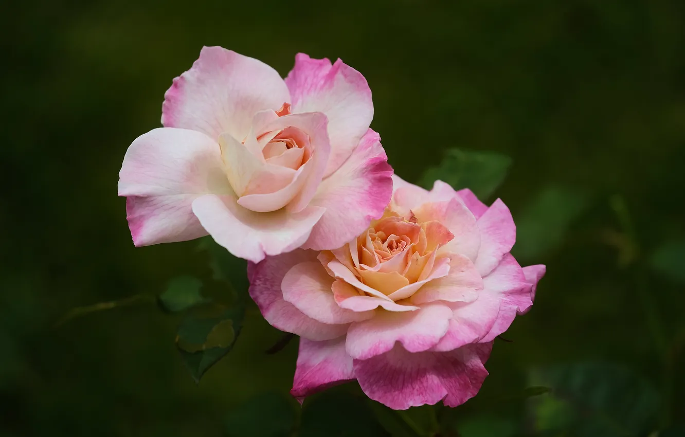 Photo wallpaper roses, pair, pink roses