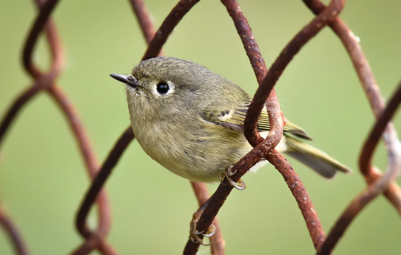 Photo wallpaper bird, the fence, Ruby-crowned Kinglet