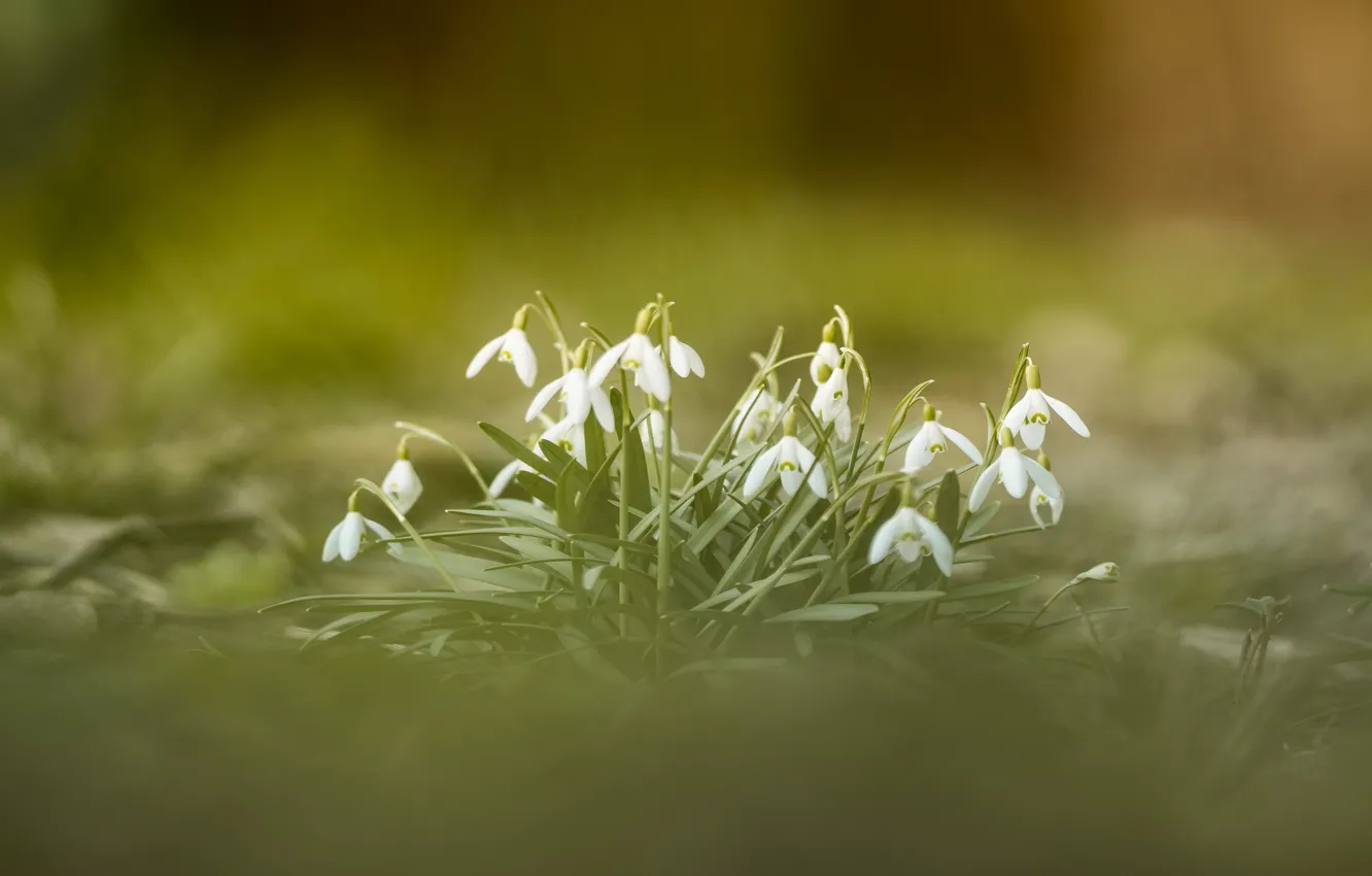 Photo wallpaper flowers, nature, spring, snowdrops