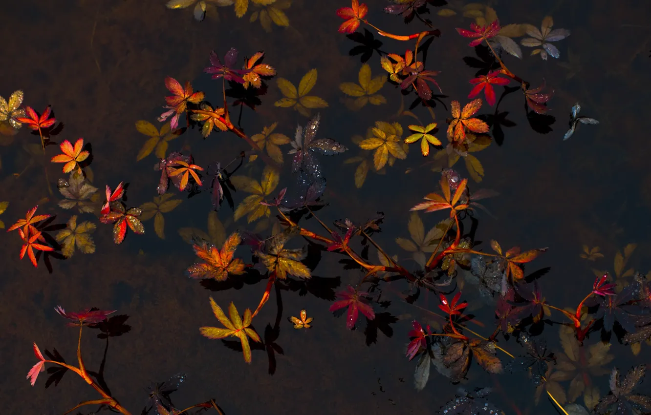 Photo wallpaper leaves, water, plants, the bottom, transparent