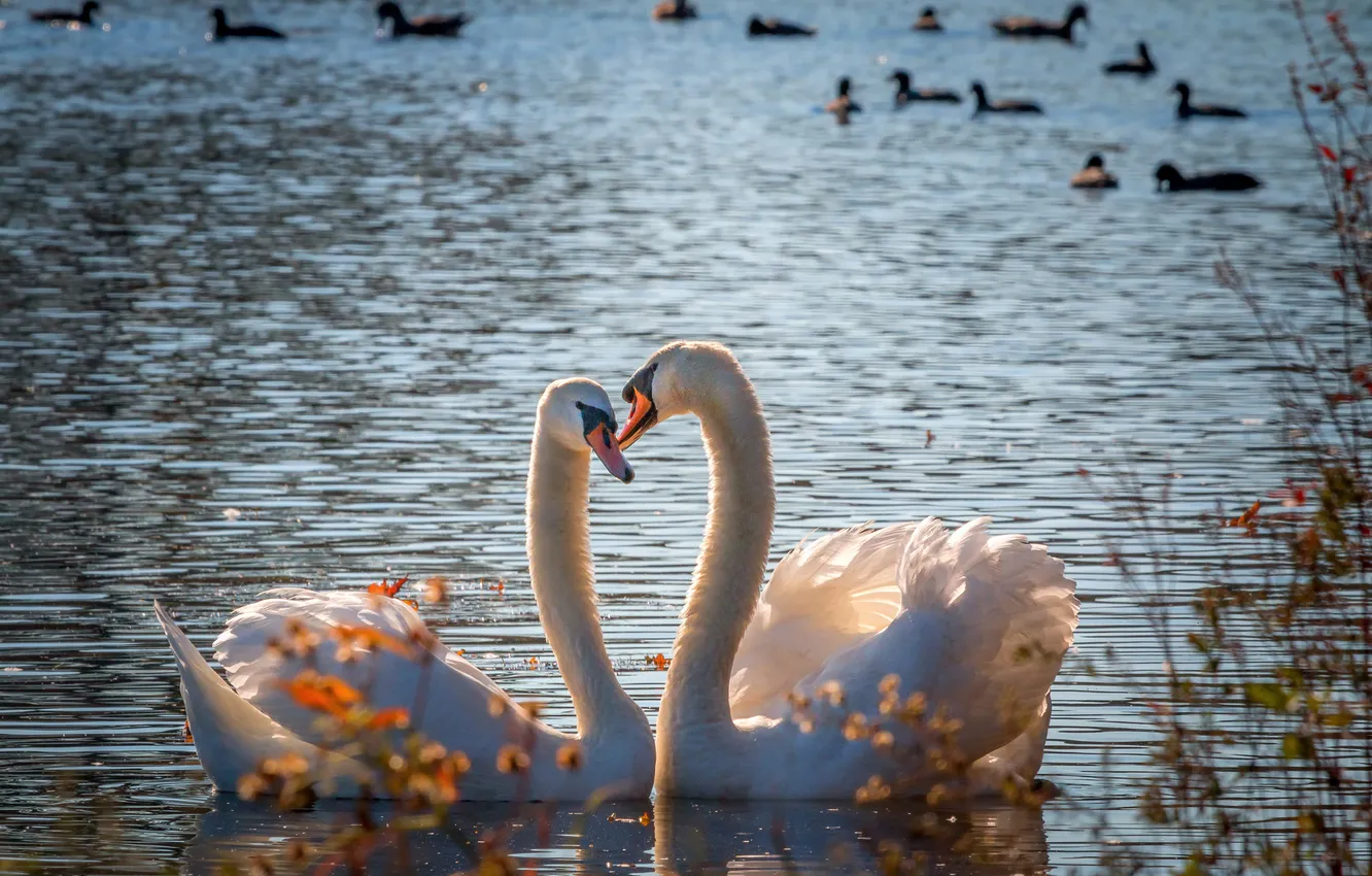 Photo wallpaper love, branches, pose, lake, bird, pair, white, swans