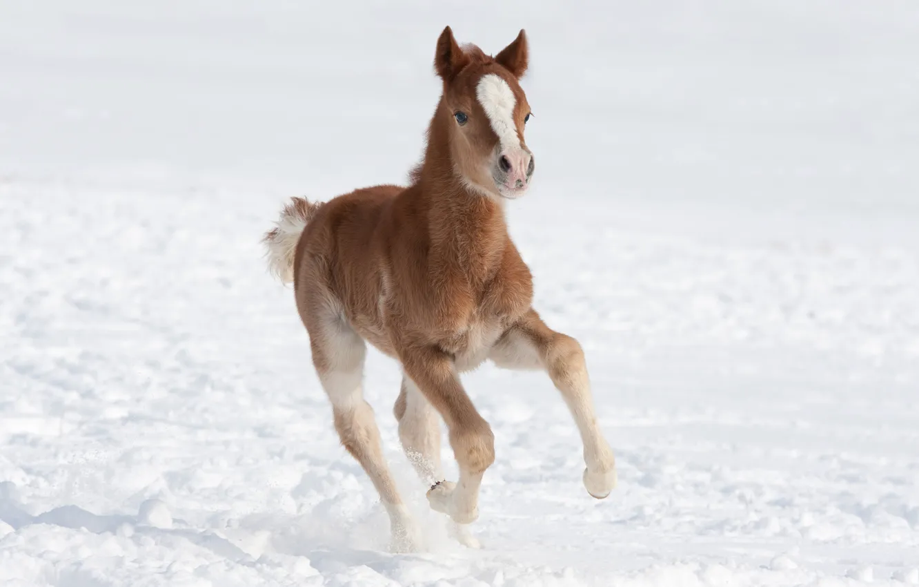 Photo wallpaper winter, field, snow, pose, horse, horse, baby, running