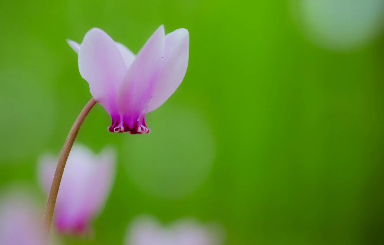 Photo wallpaper flowers, tenderness, pink, primrose, tsiklomen, spring flower