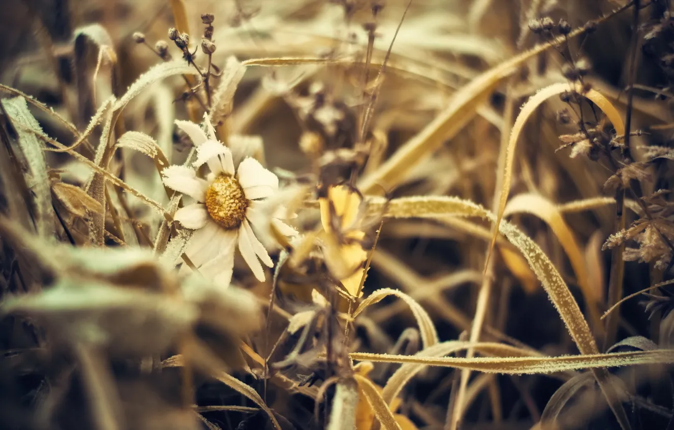 Photo wallpaper macro, flowers, nature