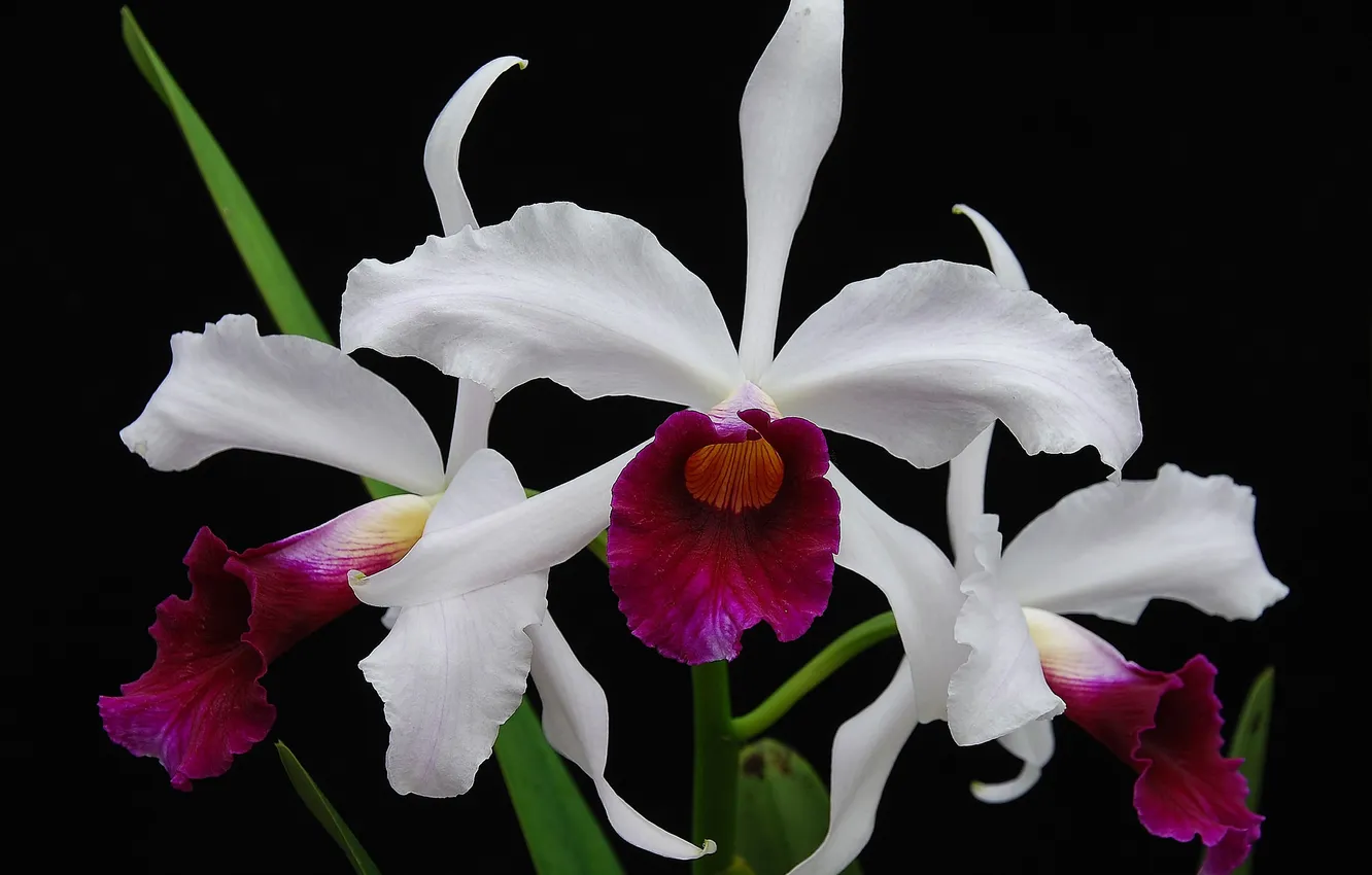 Photo wallpaper leaves, macro, background, petals, Orchid