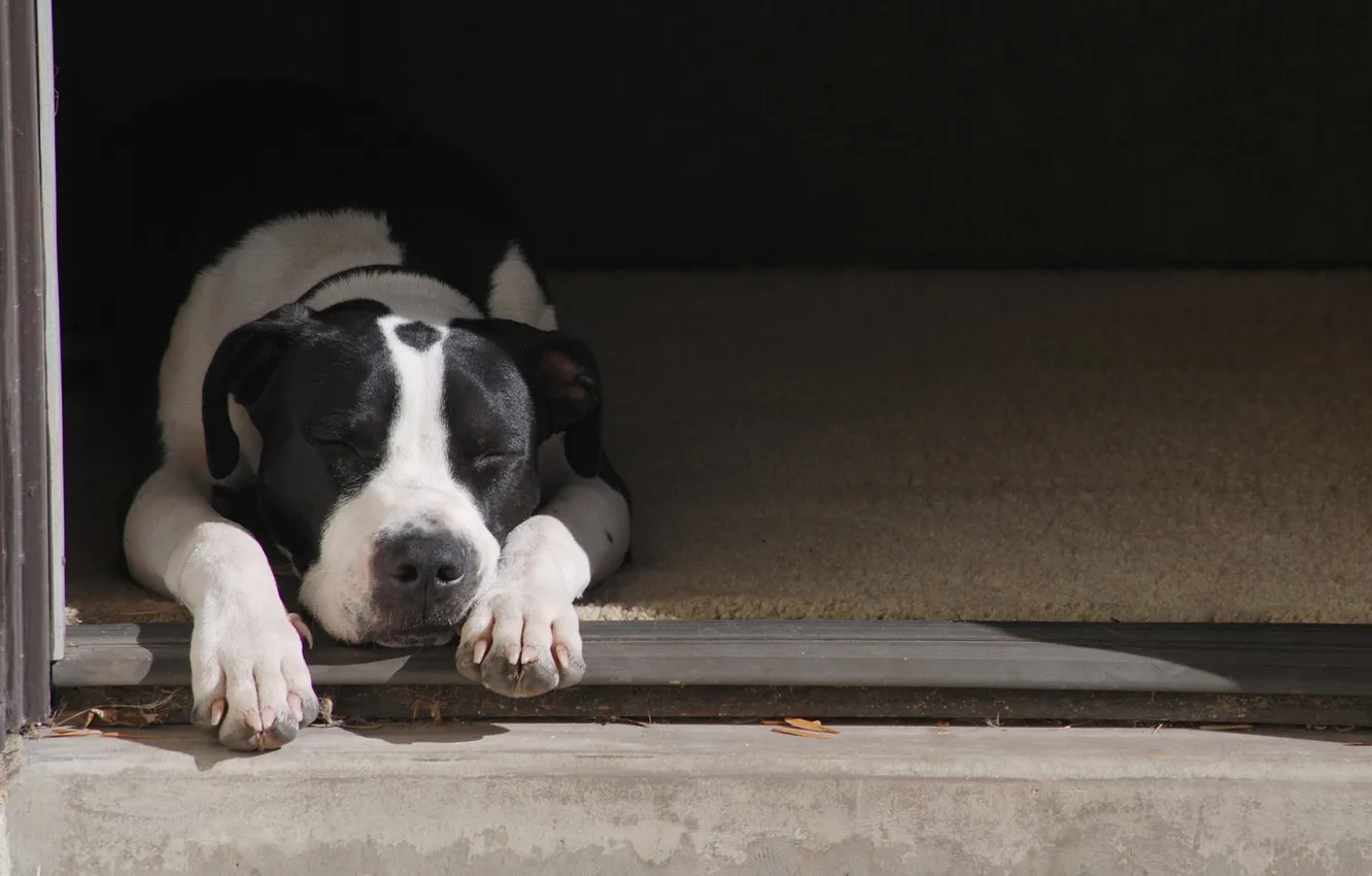 Photo wallpaper dog, sleeping, thresholds, dog