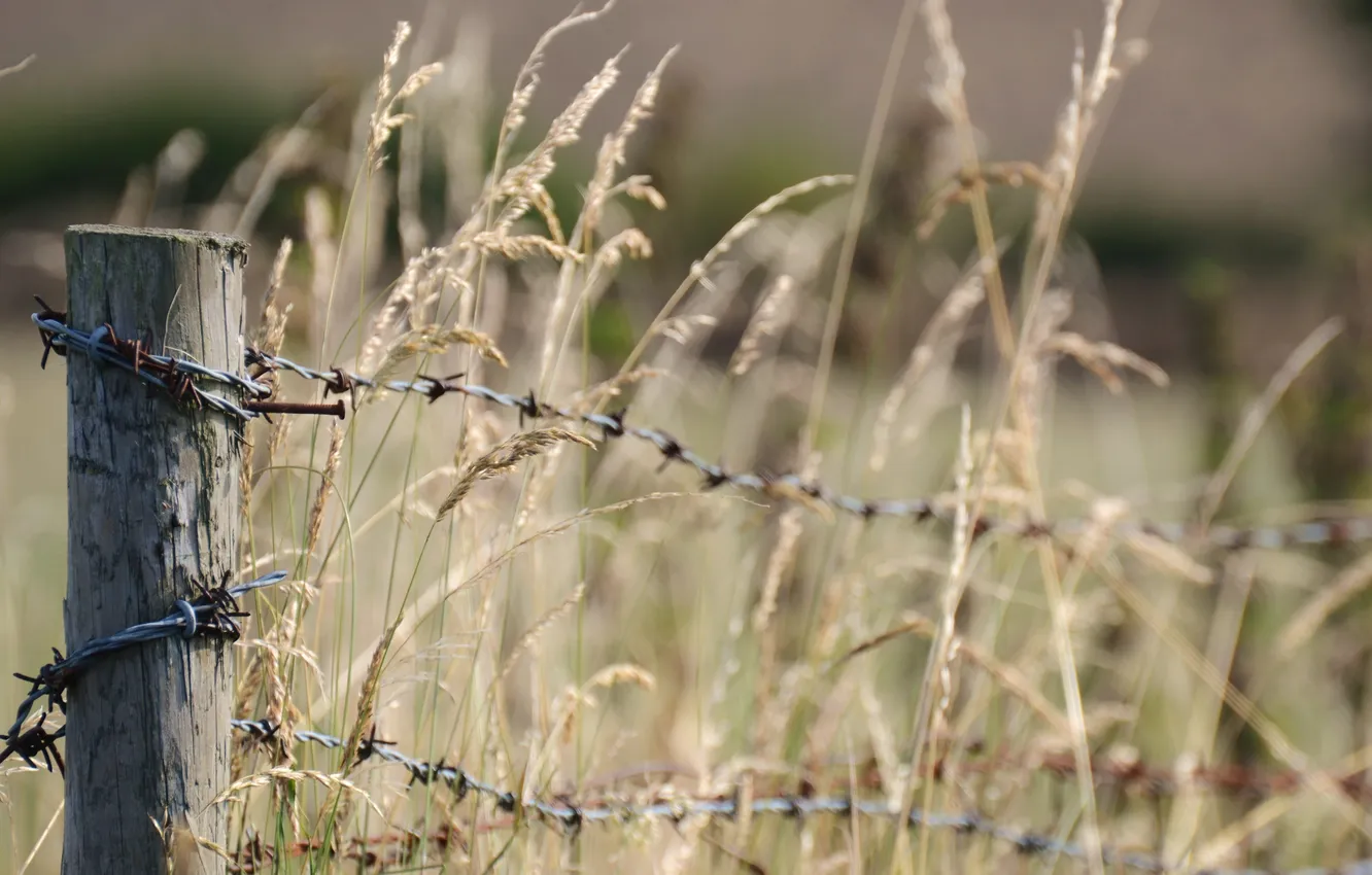 Photo wallpaper grass, nature, the fence