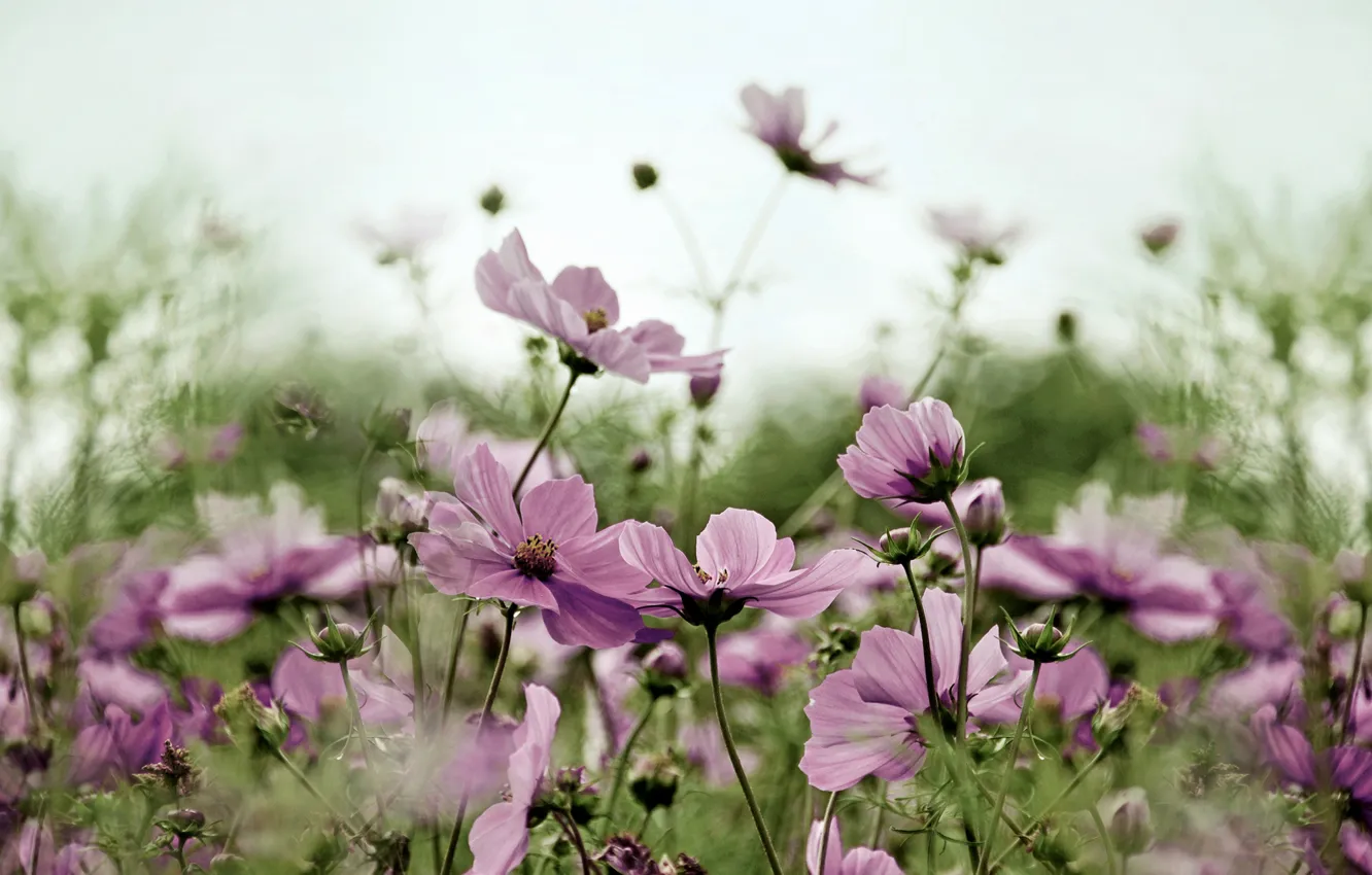 Photo wallpaper flowers, pink, field, kosmeya